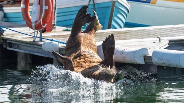 A walrus falling backwards into harbour water, making a large splash.
