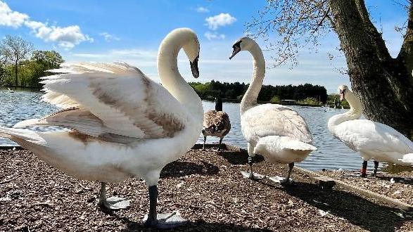 Three swans and a duck standing on the edge of a lake 