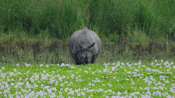 A one-horned rhinoceros grazes at the Burapahar range of Kaziranga National Park in Nagaon District, Assam, India, on June 15, 2026. (Photo by Anuwar Hazarika/NurPhoto via Getty Images)
