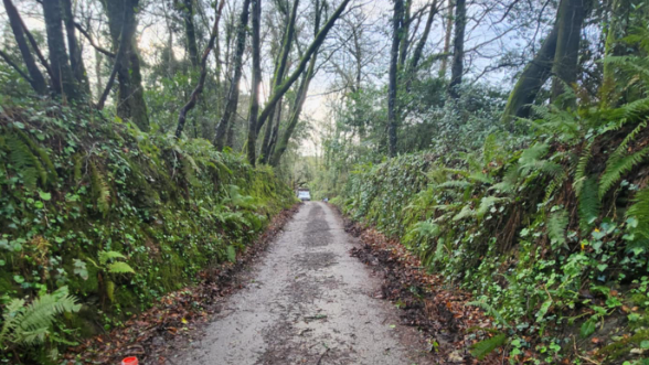 A rural road in Cornwall - there are hedges and trees either side of the road