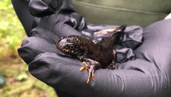 A great crested newt sat in a black gloved hand