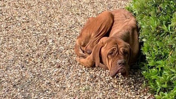 A brown-coloured dog quivering under a bush