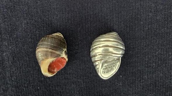 A brown winkle shell filled with red wax on a navy fabric background. It is next to a shiny replica winkle fashioned from silver.