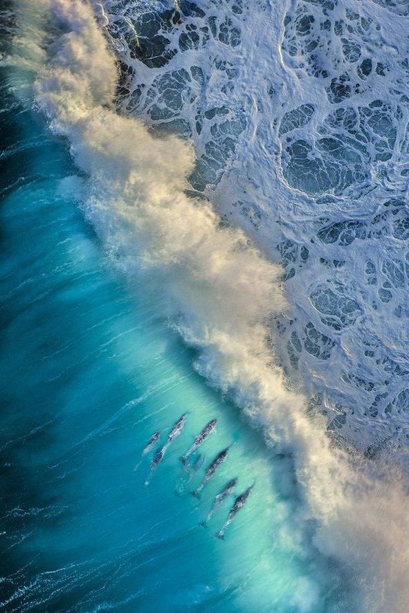 dolphins riding a wave