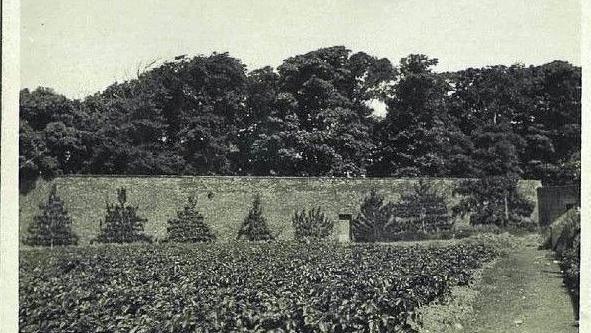 A black and white picture from 1946 of the walled garden with lots of potatoes and fruit trees 