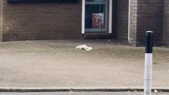 The rare white squirrel spotted on the street