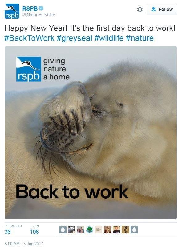 "Happy New Year! It's the first day back to work! #BackToWork #greyseal #wildlife #nature" tweets @Natures_Voice with a picture of a seal with a paw over its head