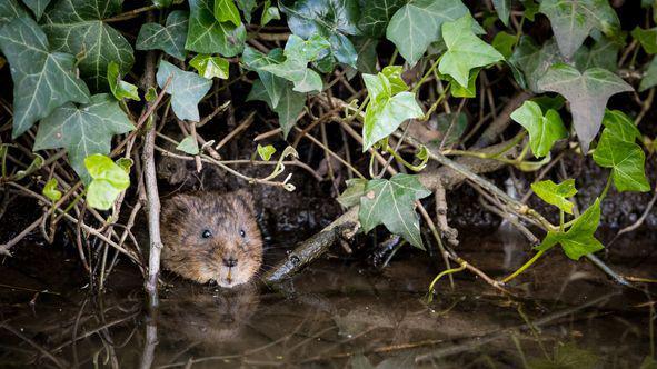 A water vole hides out at the edge of the water.