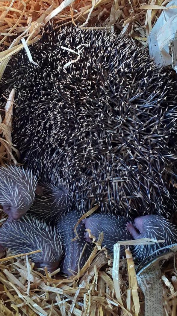 A larger picture of the six hoglets nestled against their mother. The mother hedgehog is considerably larger than her young. The hoglets are nestled against their mother's spiny back. They are lying in a nest of straw.