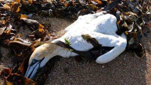 Gannet, North Berwick