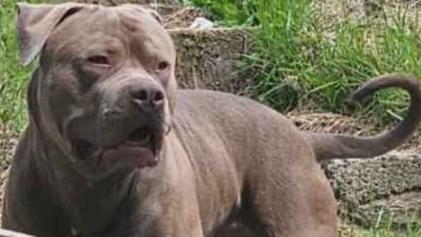 A brown XL bully dog in a garden