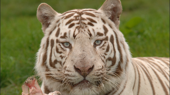 A white tiger with light brown stripes is holding a bloody bone