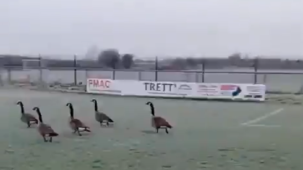 Five geese running across the pitch at West Allotment Celtic FC's grounds. The geese are brown with long, black necks. Advertising boards can be seen in the background and the corner of the penalty box is to the right.