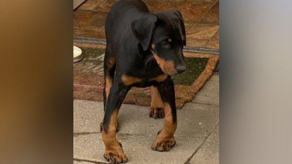 A black and brown Doberman puppy with deformed front legs stood on a tiled floor. 