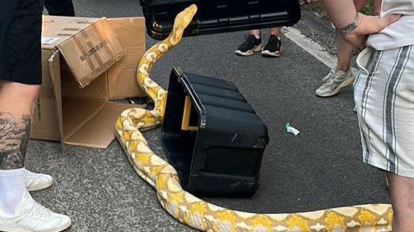 The yellow and white snake on the road being coaxed into a black box. Visible are the legs of people stood around it and a black BMW car parked in the background.
