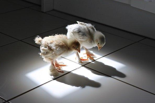 chickens looking at shadows