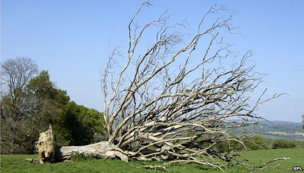 Dead old tree