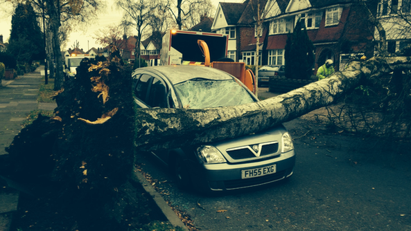 Tree crashes on car