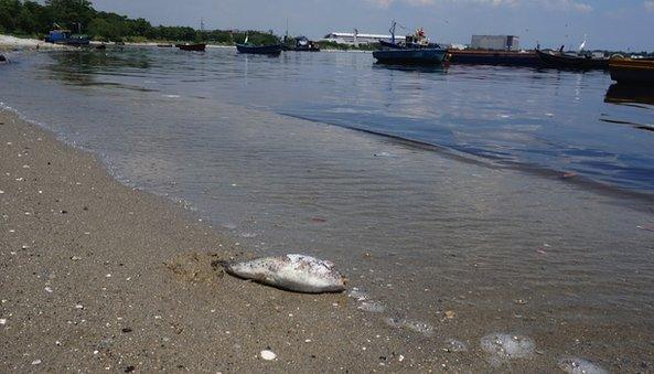 A dead fish in Rio's Fundao Island