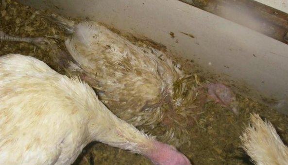 Animals kept in cruel conditions