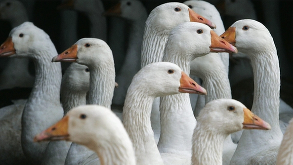 Ducks infected with bird flu