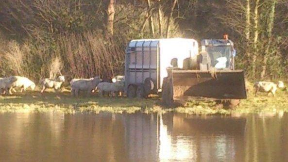 Sheep being rescued at Huntsham Court Farm