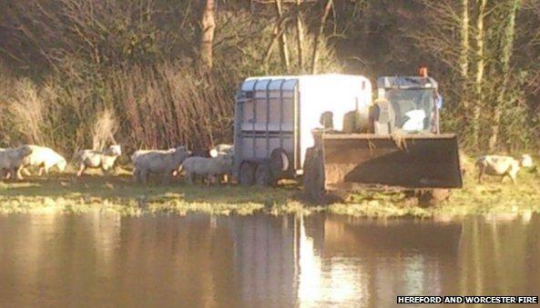 Sheep being rescued at Huntsham Court Farm