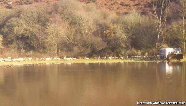 Sheep being rescued at Huntsham Court Farm