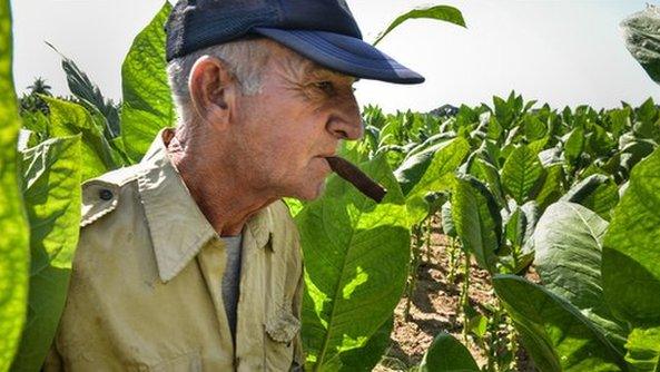 Man smoking Cuban cigar surrounded by tobacco plants in Cuba