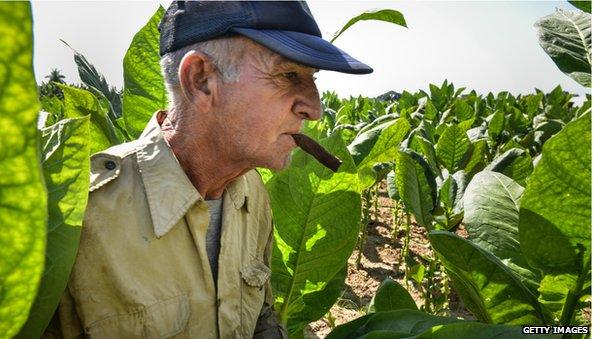 Man smoking Cuban cigar surrounded by tobacco plants in Cuba