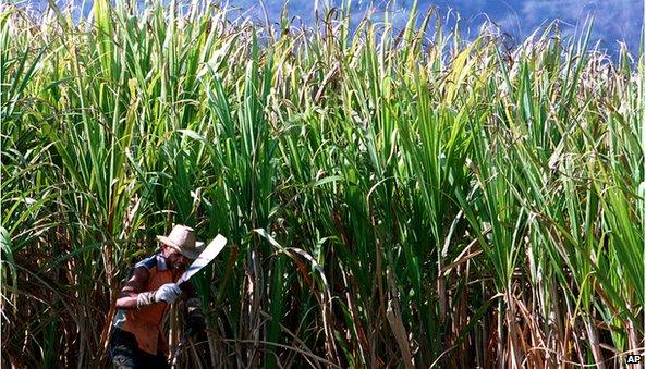 Man in sugar cane field