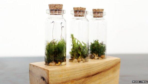 Moss terarium