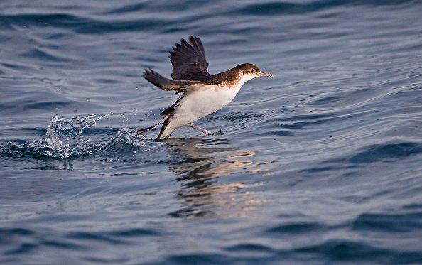 manx-shearwater-in-the-water