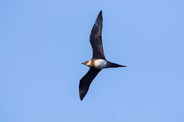 arctic-skua-flying