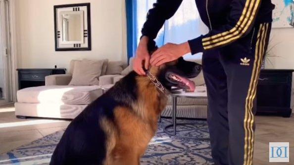 A man puts a prong collar around a dog's neck