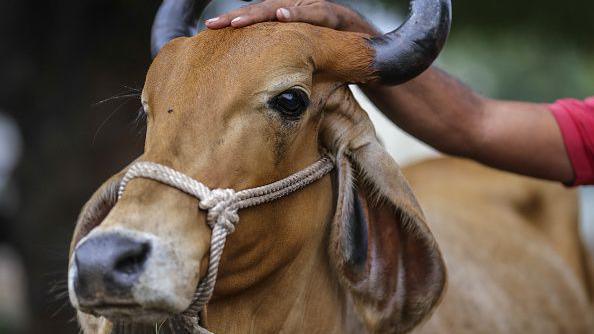 A vendor pats a cow's head during a cattle fair at the Agricultural Produce Market Committee (APMC) wholesale market in Dhule district, Maharashtra, India, on Tuesday, Oct. 10, 2017. 