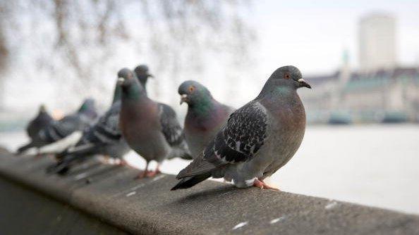 Pigeons