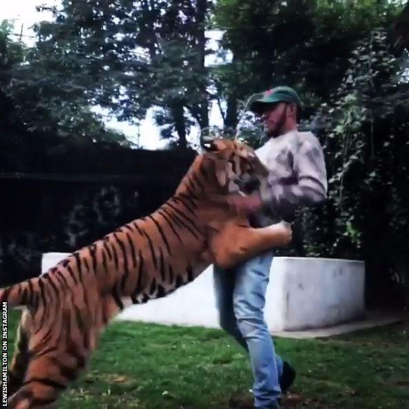 Lewis Hamilton plays with a tiger