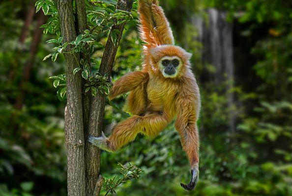A lar gibbon dangling from a tree in a tropical rain forest native to Indonesia, Laos, Malaysia, Myanmar and Thailand. Digital composite.