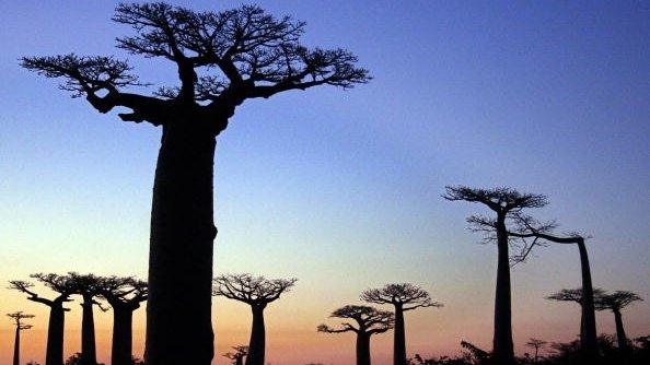 baobab trees in madagascar (file photo)