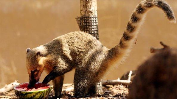 A coati at London Zoo