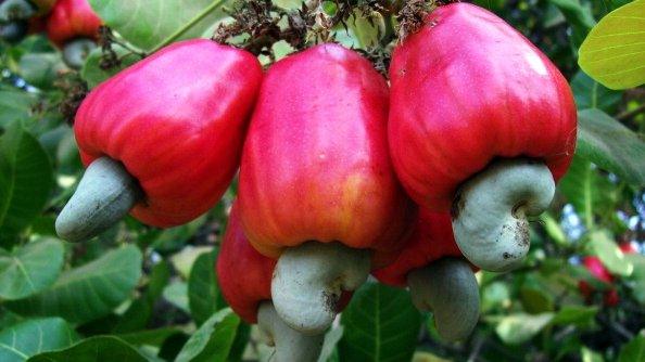 Cashew nuts growing on a tree (Archive shot)