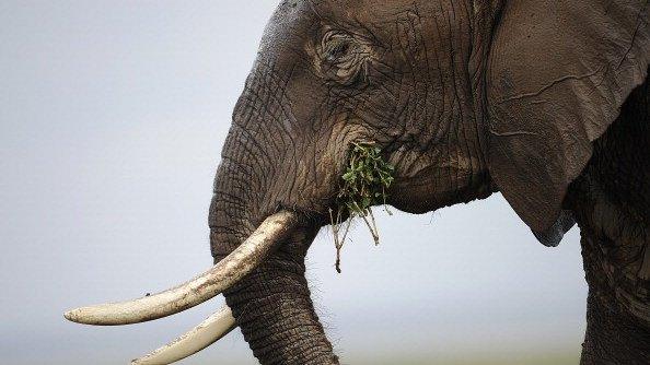 An elephant in Amboseli National Park in Kenya, December 2013