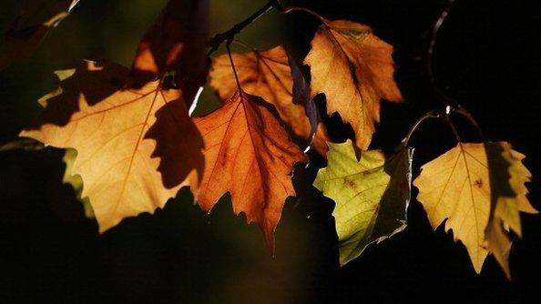 Autumnal leaves