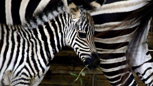 File photo: a four-day-old baby zebra, named Mentari stays close to her mother at Surabaya zoo in Indonesia's eastern Java island, 4 June 2013