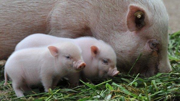 Micro piglets