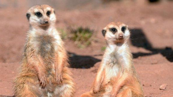 Meerkats