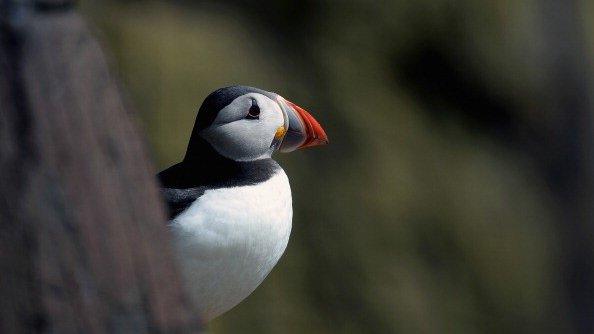 puffin