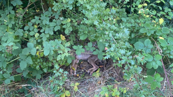 A leafy bush with the legs of a dog's body visible poking out towards the middle of the image