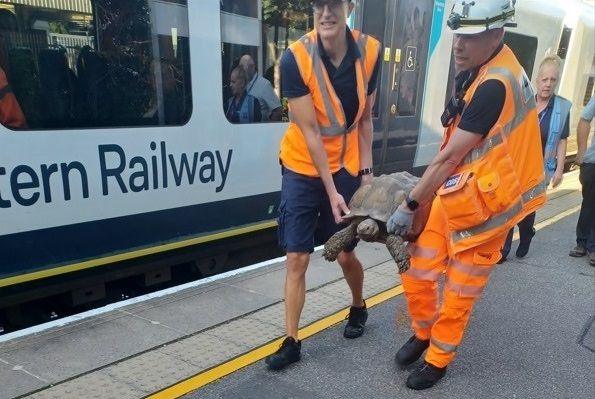 tortoise being carried by engineers